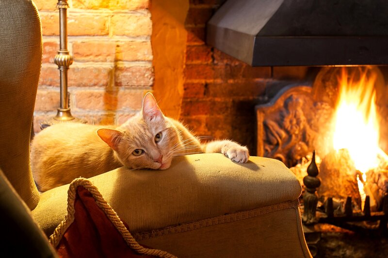 Orange Cat by Fireplace