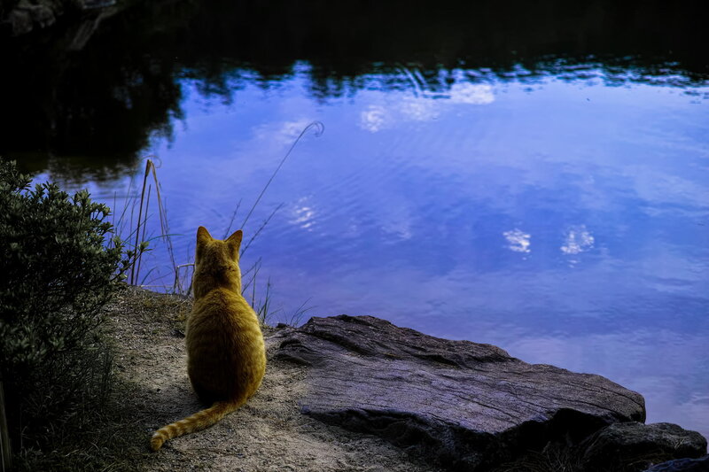 Orange Cat by Water — Blue