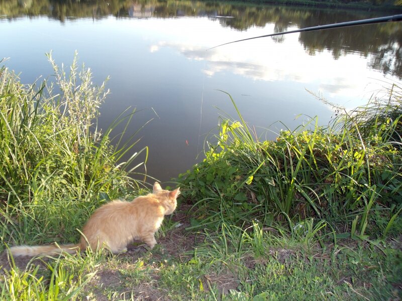 Orange Cat by Water