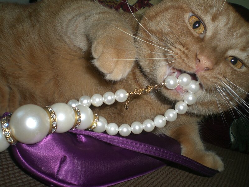 Orange Cat Chewing Pearls