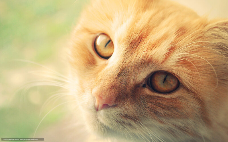 Orange Cat Close-up — Calm, Photograph