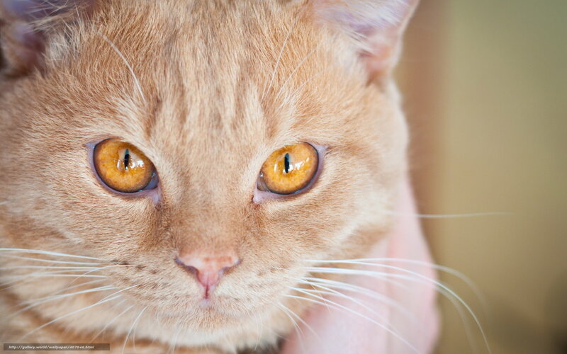 Orange Cat Close-up — Calm