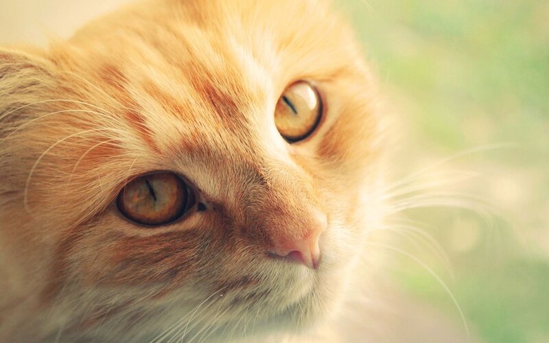 Orange Cat Close-up