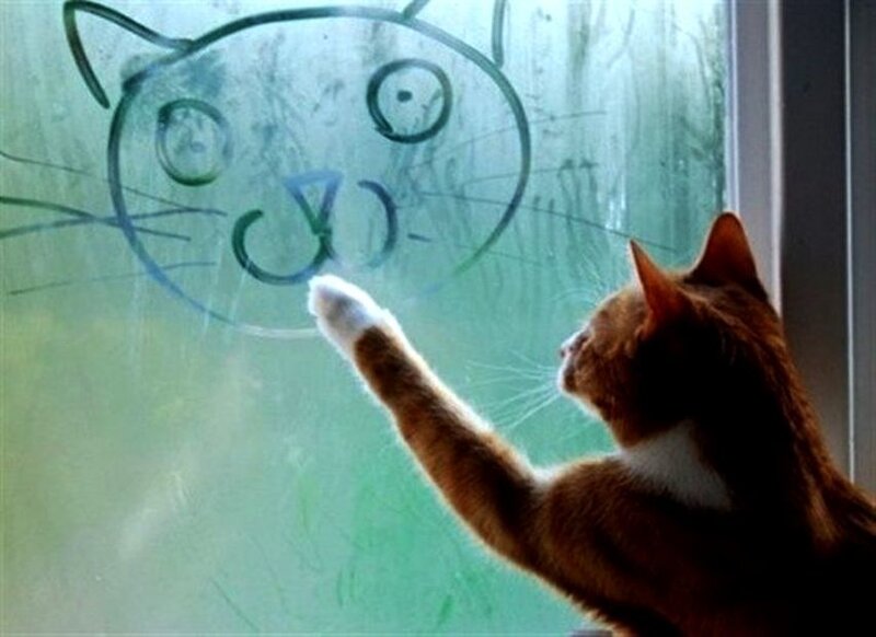 Orange Cat Drawing on Glass