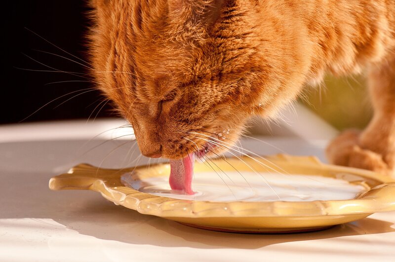 Orange Cat Drinking Milk — Calm, Afternoon, Photograph, Plate