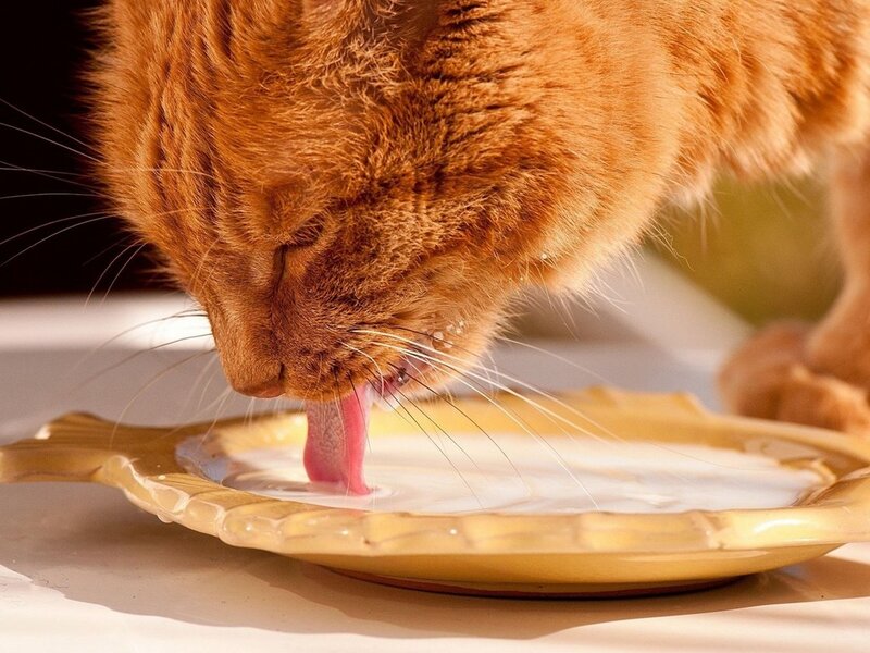 Orange Cat Drinking Milk — Calm