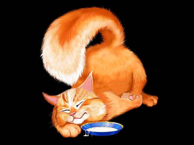 Orange Cat Drinking Milk — Content
