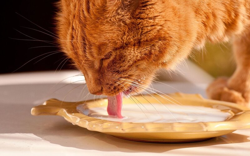 orange cat drinking milk