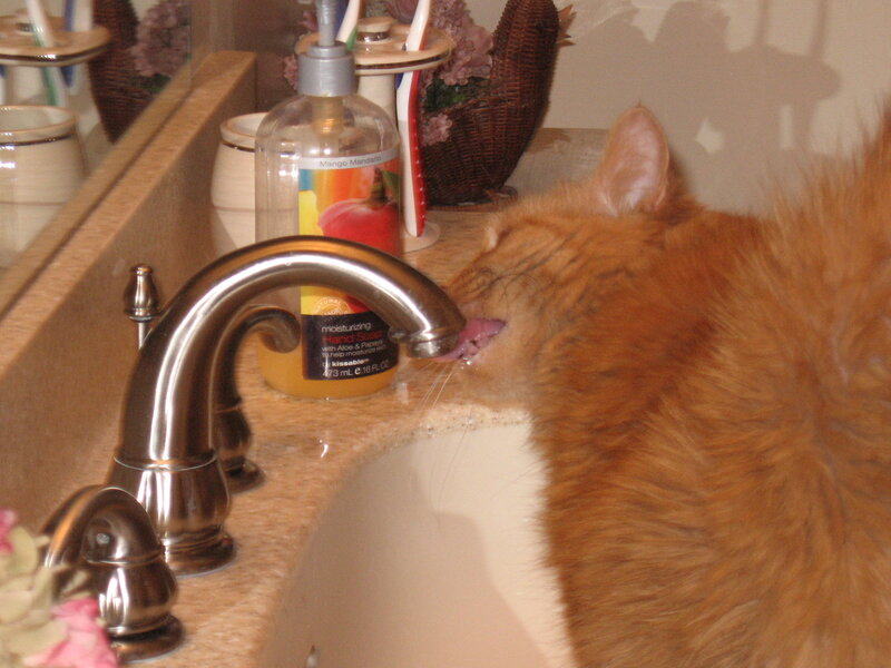 Orange Cat Drinking Water — Calm, Photograph