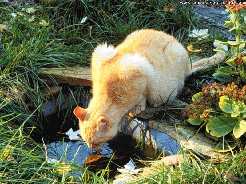 Orange Cat Drinking Water — Calm