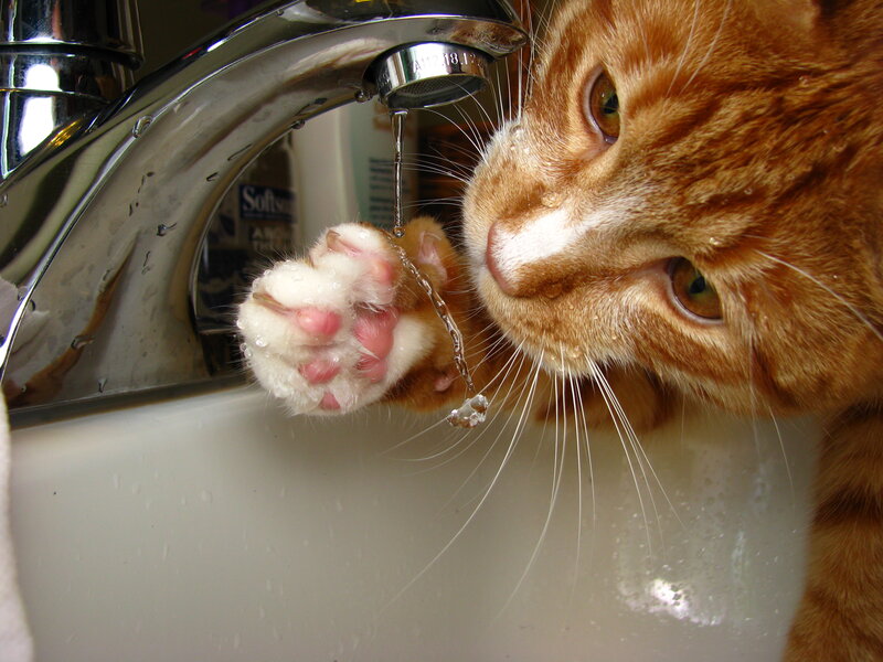 Orange Cat Drinking Water — Curious