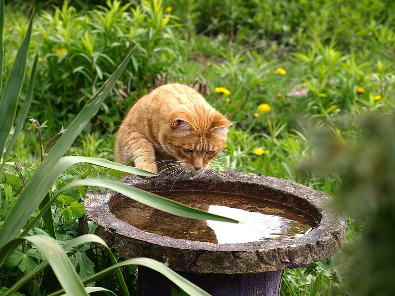 Orange Cat Drinking Water — Green