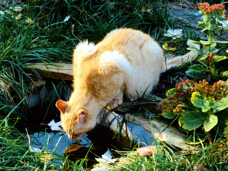 Orange Cat Drinking Water
