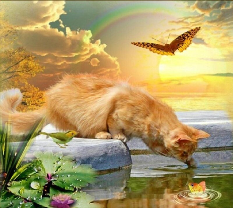 Orange Cat Drinking Water — Yellow