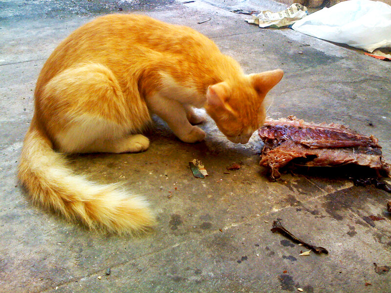 Orange Cat Eating Fish — Neutral