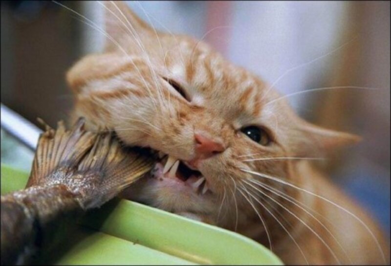 Orange Cat Eating Fish