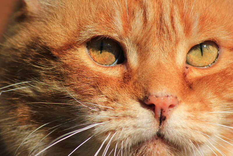 Orange Cat Face — Calm, Afternoon, Photograph