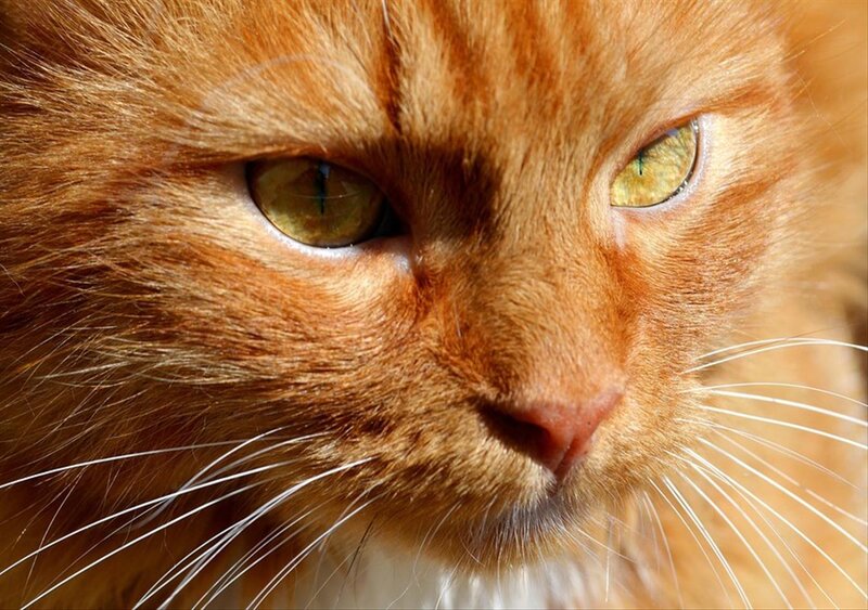 Orange Cat Face — Calm, Afternoon