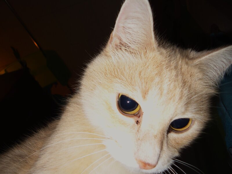 Orange Cat Face