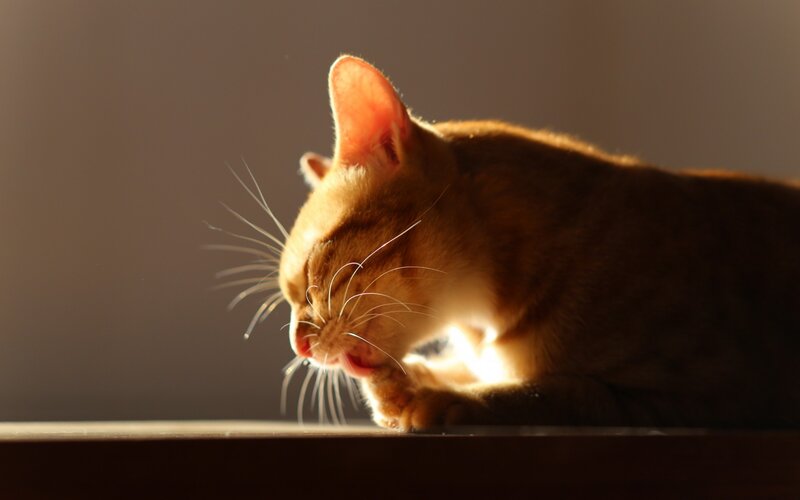 Orange Cat Grooming — Brown