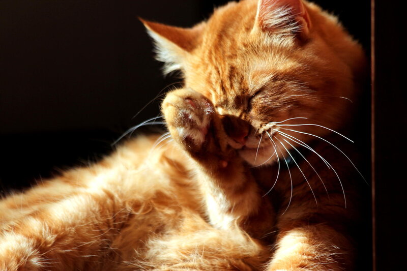 Orange Cat Grooming — Calm