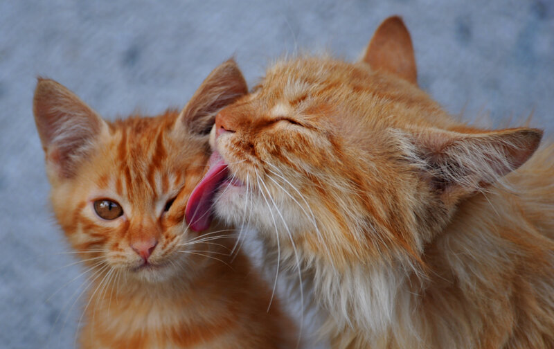 Orange Cat Grooming Kitten