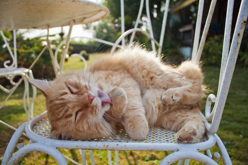 Orange Cat Grooming — Relaxed