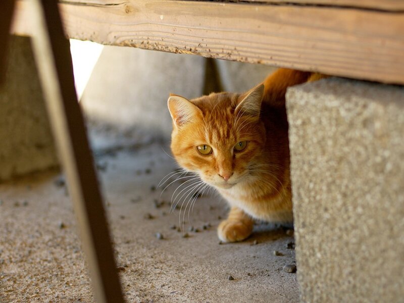 orange cat hiding under table