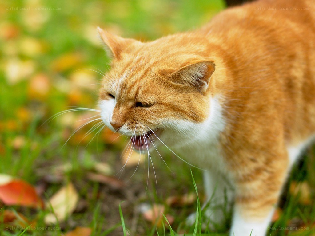 orange cat hissing in grass