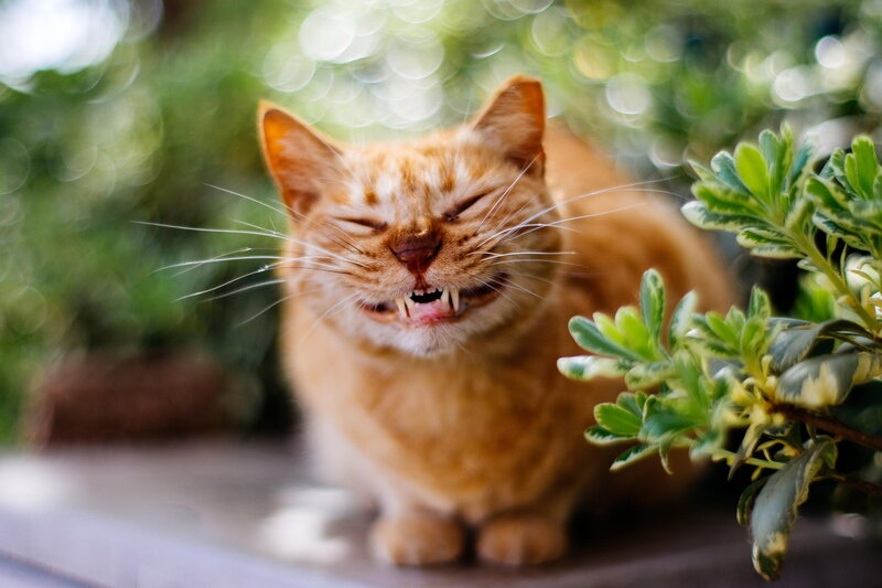 Orange Cat Hissing