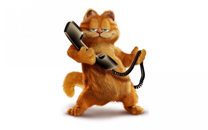 Orange Cat Holding Phone