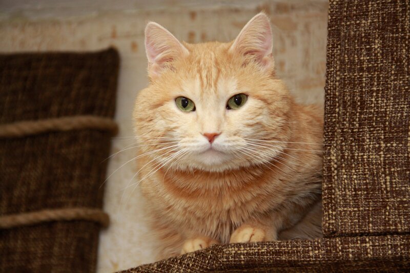 orange cat in a cat tree