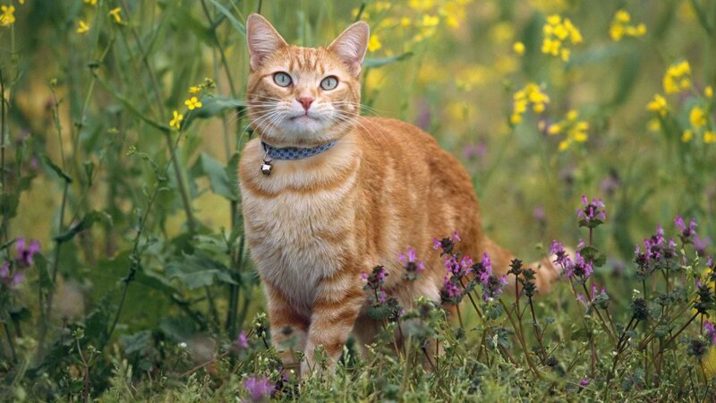 Orange cat in a flower field