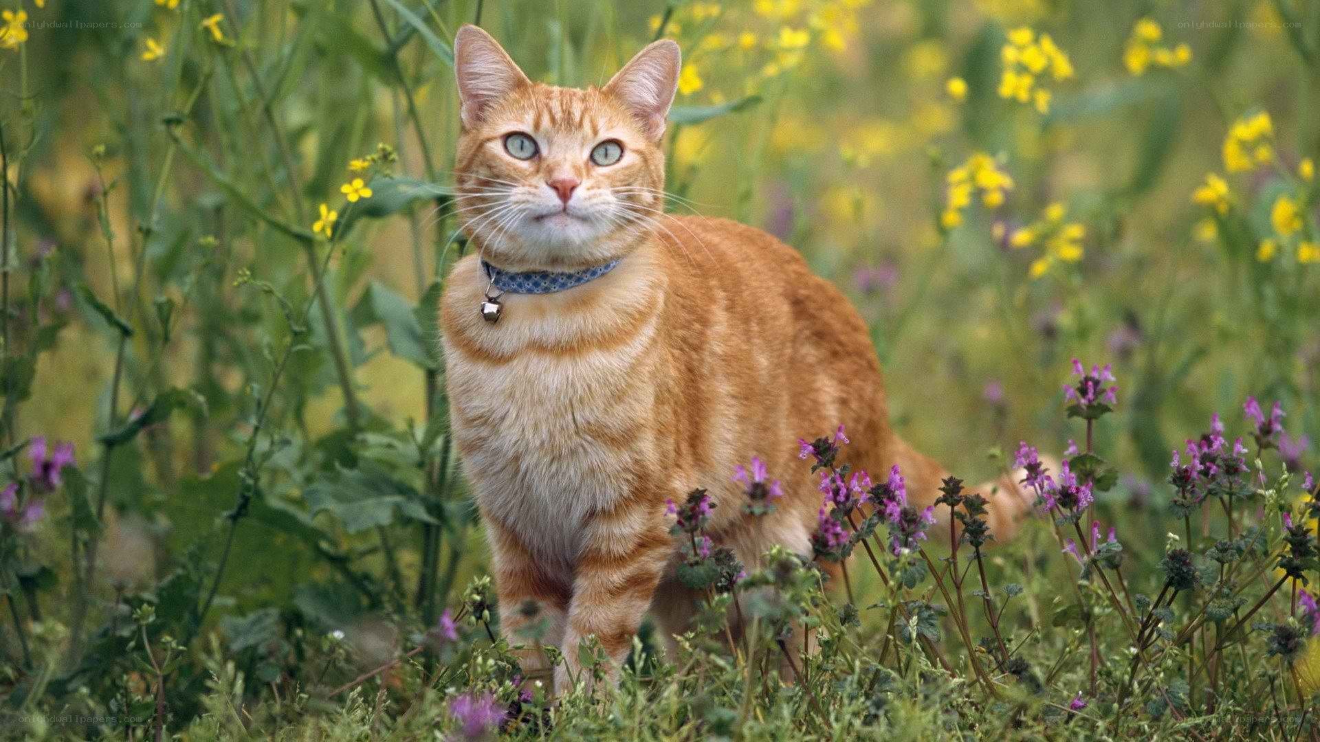 Orange cat in a flower field