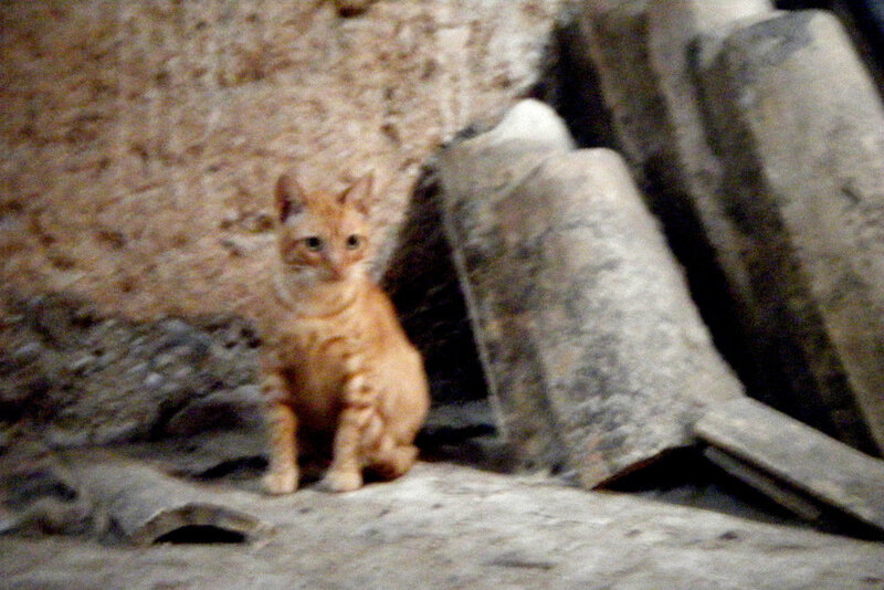 orange cat in a stone corner