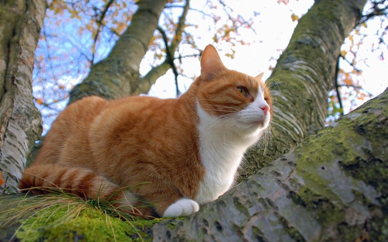 Orange cat in a tree
