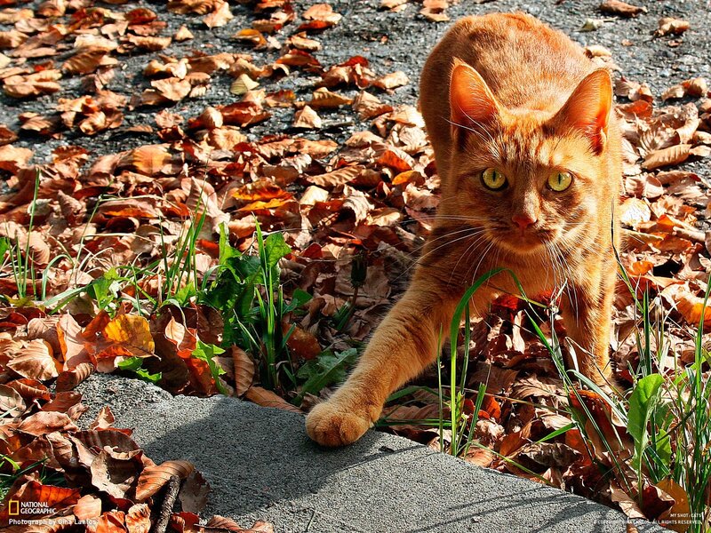 Orange cat in autumn leaves