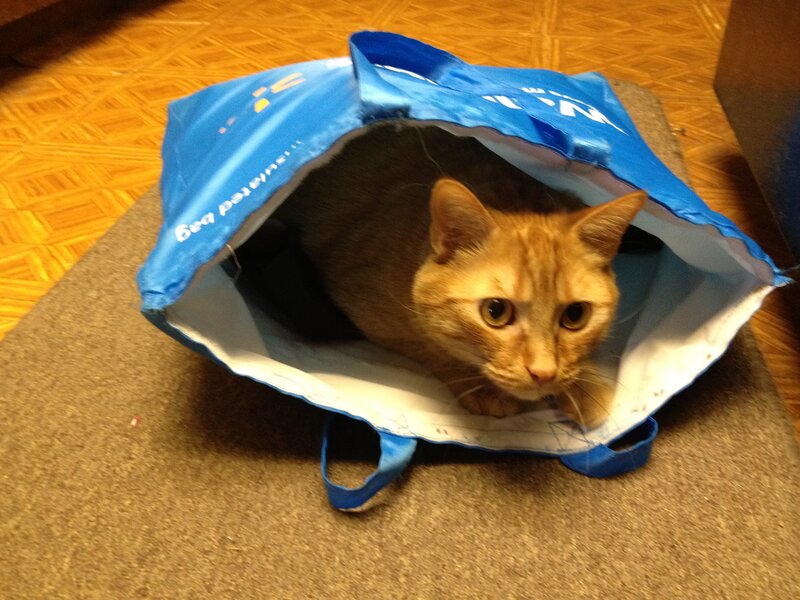 Orange Cat in Bag — Blue