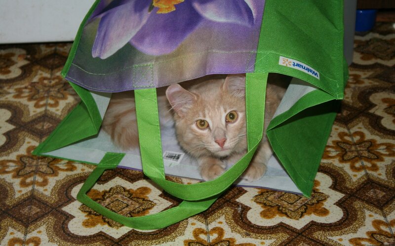 Orange Cat in Bag