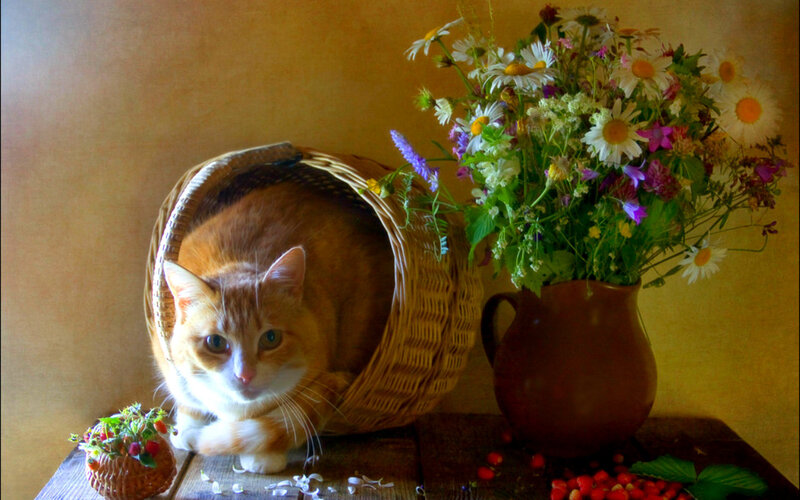 Orange Cat in Basket — Brown, Calm