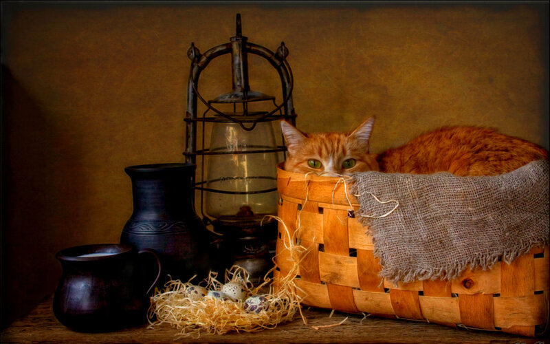 Orange Cat in Basket — Brown