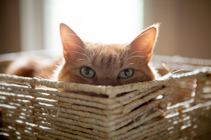 Orange Cat in Basket — Calm