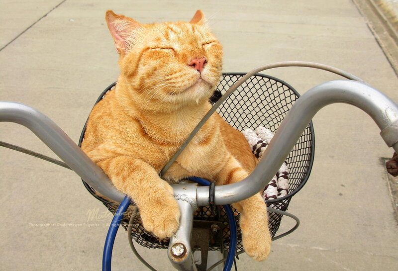 Orange Cat in Basket — Relaxed