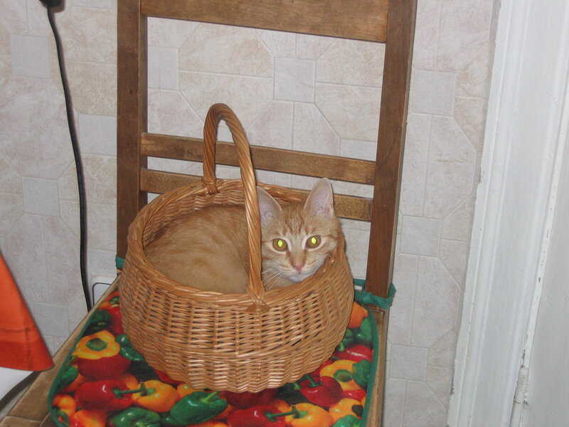 Orange Cat in Basket