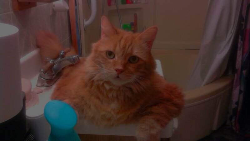 Orange cat in bathroom