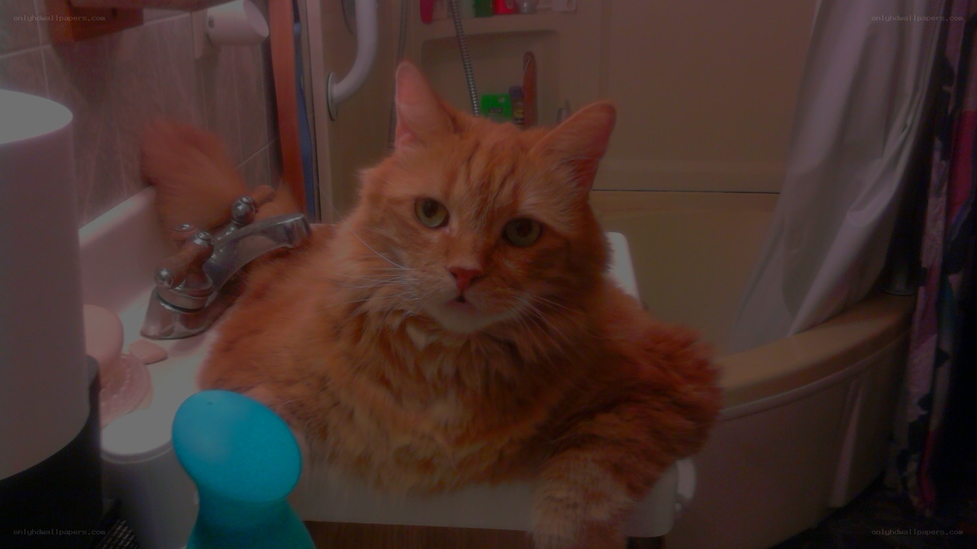Orange cat in bathroom