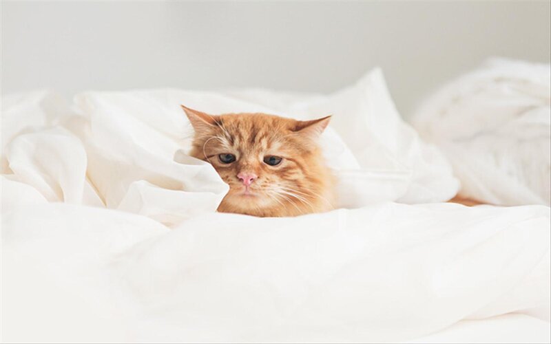 Orange Cat in Bed