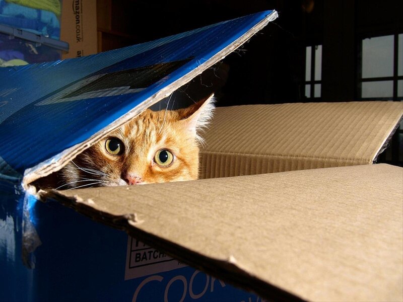 Orange Cat in Box — Blue