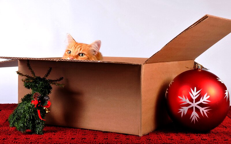 Orange Cat in Box