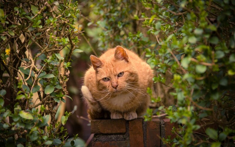 Orange Cat in Bush